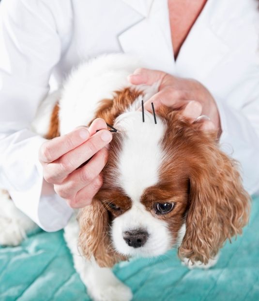 pet Ultrasound and radiology