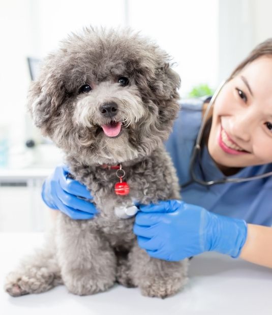 PAW Veterinary Center - pet wellness
