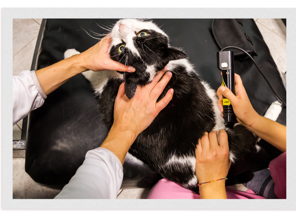 Pet Therapeutic Laser Therapy